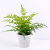 Artificial Plant 38*32*36CM Fern in cement pot /outdoor GS-48120002