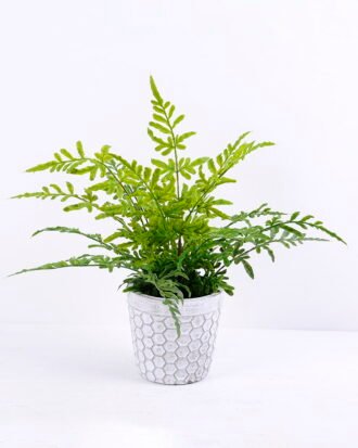 Artificial Plant 38*32*36CM Fern in cement pot /outdoor GS-48120002 Potted Flowers&Plants YeahFlower is one of Chinese leading OEM manufacturers and exporters , supplying the silk flowers, wholesale artificial trees Artificial Plant 38*32*36CM Fern in cement pot /outdoor GS-48120002