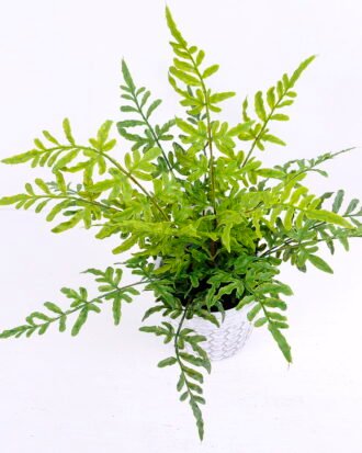 Artificial Plant 38*32*36CM Fern in cement pot /outdoor GS-48120002 Potted Flowers&Plants YeahFlower is one of Chinese leading OEM manufacturers and exporters , supplying the silk flowers, wholesale artificial trees Artificial Plant 38*32*36CM Fern in cement pot /outdoor GS-48120002