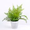 Artificial Plant 32*33*34CM Fern in cement pot /outdoor GS-48120004 1 Artificial Plant 32*33*34CM Fern in cement pot /outdoor GS-48120004