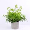 Artificial Plant 37*30*35CM Fern in cement pot /outdoor GS-48120027