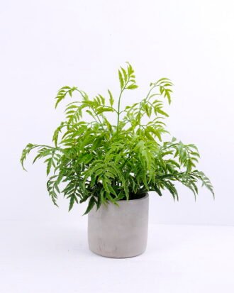 Artificial Plant 37*30*35CM Fern in cement pot /outdoor GS-48120027 Potted Flowers&Plants YeahFlower is one of Chinese leading OEM manufacturers and exporters , supplying the silk flowers, wholesale artificial trees Artificial Plant 37*30*35CM Fern in cement pot /outdoor GS-48120027