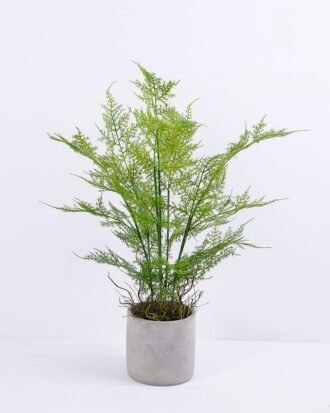 Artificial Plant 32*34*58CM Fern in cement pot /outdoor GS-48120030 Potted Flowers&Plants YeahFlower is one of Chinese leading OEM manufacturers and exporters , supplying the silk flowers, wholesale artificial trees Artificial Plant 32*34*58CM Fern in cement pot /outdoor GS-48120030