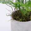 Artificial Plant 32*34*58CM Fern in cement pot /outdoor GS-48120030