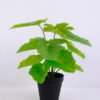 Artificial Plant 30*30*34cm Hami melon leaf in Plastic pot GS-03320086