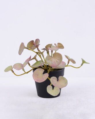 Artificial Plant 16*13*13CM Hydrocotyle Leaves In Plastic Pot GS-47120016-Z1 Potted Flowers&Plants YeahFlower is one of Chinese leading OEM manufacturers and exporters , supplying the silk flowers, wholesale artificial trees Artificial Plant 16*13*13CM Hydrocotyle Leaves In Plastic Pot GS-47120016-Z1