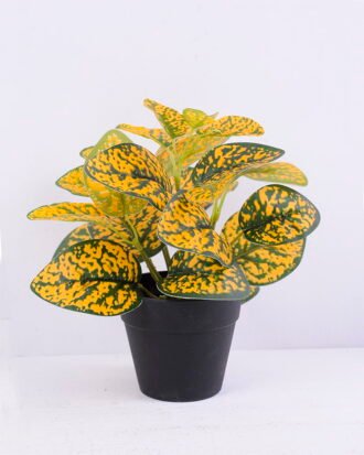 Artificial Plant 22*22*21cm Hypoestes phyllostachya in plastic pot GS-03320056