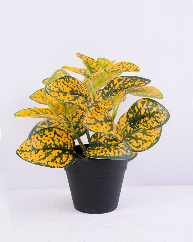 Artificial Plant 22*22*21cm Hypoestes phyllostachya in plastic pot GS-03320056 1 Artificial Plant 22*22*21cm Hypoestes phyllostachya in plastic pot GS-03320056