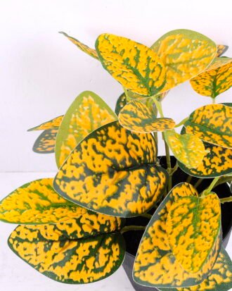 Artificial Plant 22*22*21cm Hypoestes phyllostachya in plastic pot GS-03320056