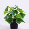 Artificial Plant 24*24*24cm Ivy in plastic pot GS-03320062 1 Artificial Plant 24*24*24cm Ivy in plastic pot GS-03320062