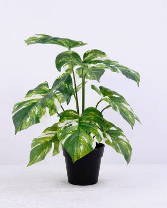 Artificial Plant 30*30*34cm Monstera in Plastic pot GS-03320083 Potted Flowers&Plants YeahFlower is one of Chinese leading OEM manufacturers and exporters , supplying the silk flowers, wholesale artificial trees Artificial Plant 30*30*34cm Monstera in Plastic pot GS-03320083
