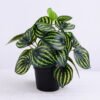 Artificial Plant 24*24*25cm Peperomia argyreia in plastic pot GS-03320063 1 Artificial Plant 24*24*25cm Peperomia argyreia in plastic pot GS-03320063