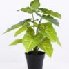 Artificial Plant 30*30*34cm Syngonium leaf in Plastic pot GS-03320087 1 Artificial Plant 30*30*34cm Syngonium leaf in Plastic pot GS-03320087