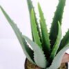 Artificial Tree 20*18*34CM Aloe In Pot/lvs10 GS-46920002