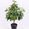 Artificial Tree 33*36*60CM Ficus in the plastic pot/lvs230 GS-30420013
