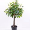 Artificial Tree 48*46*79CM Ficus in the plastic pot/lvs405 GS-30420014