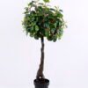Artificial Tree 41*41*102CM Ficus in the plastic pot/lvs450 GS-30420015