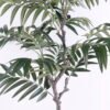 Artificial Tree 81*74*125CM Kwai tree in plastic pot GS-48620006