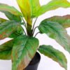 Artificial Tree 46*49*50CM Leaves in plastic pot/lvs12 GS-46920005