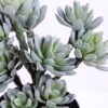 Artificial succulent 19*13*34CM succulent plants in plastic pot GS-51720122 2 Artificial succulent 19*13*34CM succulent plants in plastic pot GS-51720122