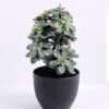 Artificial succulent 16*15*30CM succulent plants in plastic pot GS-51720126