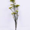Dried Flowers 13*64CM 50g/pc,H:60-70cm/pc GS-56620018-G1