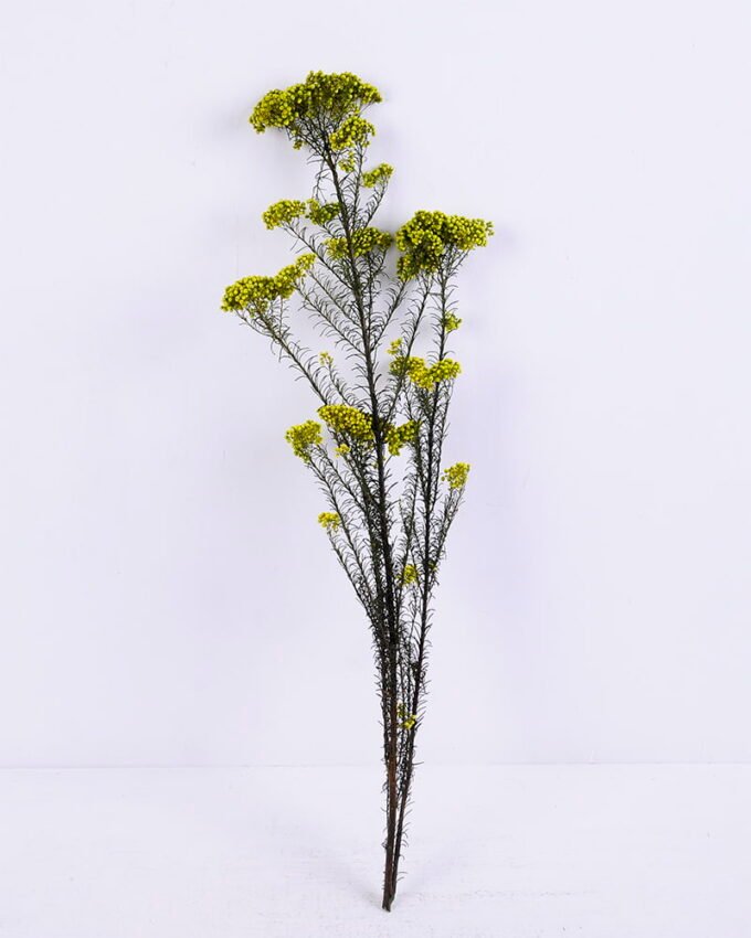 Dried Flowers 13*64CM 50g/pc,H:60-70cm/pc GS-56620018-G1