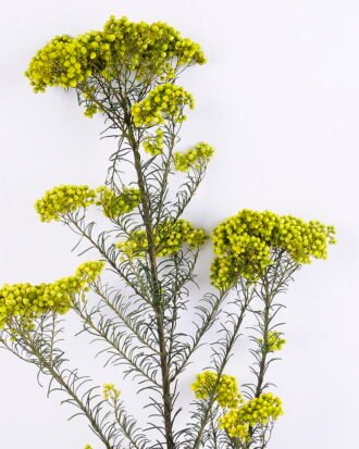 Dried Flowers 13*64CM 50g/pc,H:60-70cm/pc GS-56620018-G1