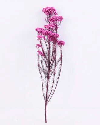 Dried Flowers 13*64CM 50g/pc,H:60-70cm/pc GS-56620018-Z1