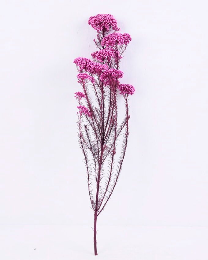 Dried Flowers 13*64CM 50g/pc,H:60-70cm/pc GS-56620018-Z1