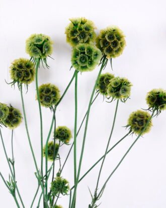 Dried Flowers 14*66CM 60g/bag,H:55-65cm/pc GS-56620027-G1