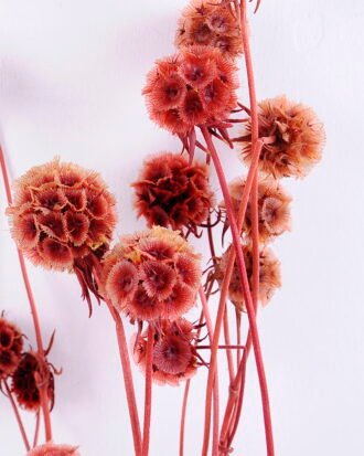 Dried Flowers 14*66CM 60g/bag,H:55-65cm/pc GS-56620027-R1