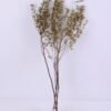 Dried Flowers 18*77CM Acanthospermum, 120g/bag, H:65-75cm/pc GS-56620025