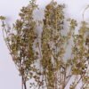 Dried Flowers 18*77CM Acanthospermum, 120g/bag, H:65-75cm/pc GS-56620025