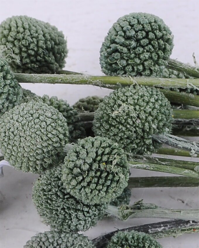 Dried Flowers 9*47CM Berry, 16pcs/bag, H:40-60cm/pc GS-56620028-G1