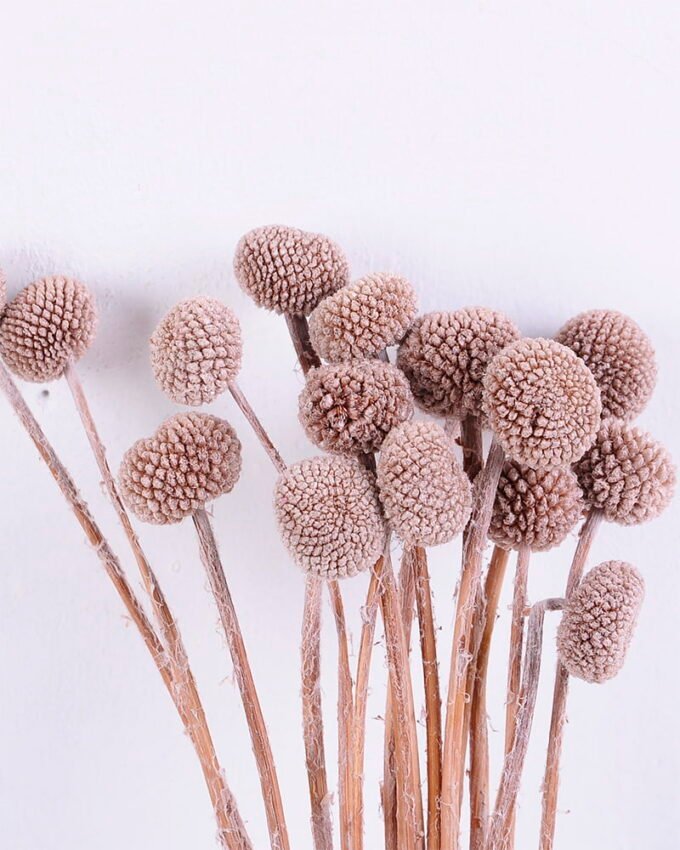 Dried Flowers 9*47CM Berry, 16pcs/bag, H:40-60cm/pc GS-56620028-K1