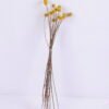 Dried Flowers 9*47CM Berry, 16pcs/bag, H:40-60cm/pc GS-56620028-Y2