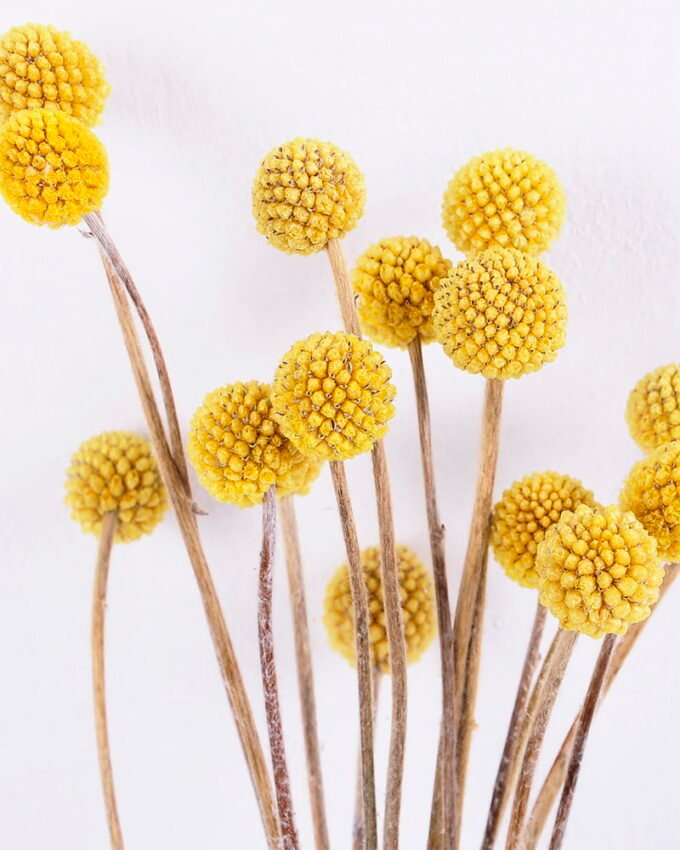 Dried Flowers 9*47CM Berry, 16pcs/bag, H:40-60cm/pc GS-56620028-Y2