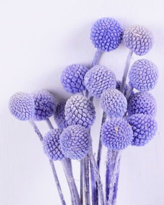 Dried Flowers 9*47CM Berry, 16pcs/bag, H:40-60cm/pc GS-56620028-Z1