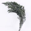Dried Flowers 16*60CM Eucalyptus, 70g/bag, H:60-70cm/pc GS-56620020
