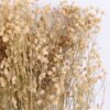 Dried Flowers 18*66cm  Gypsophila Bouquet GS-56620033