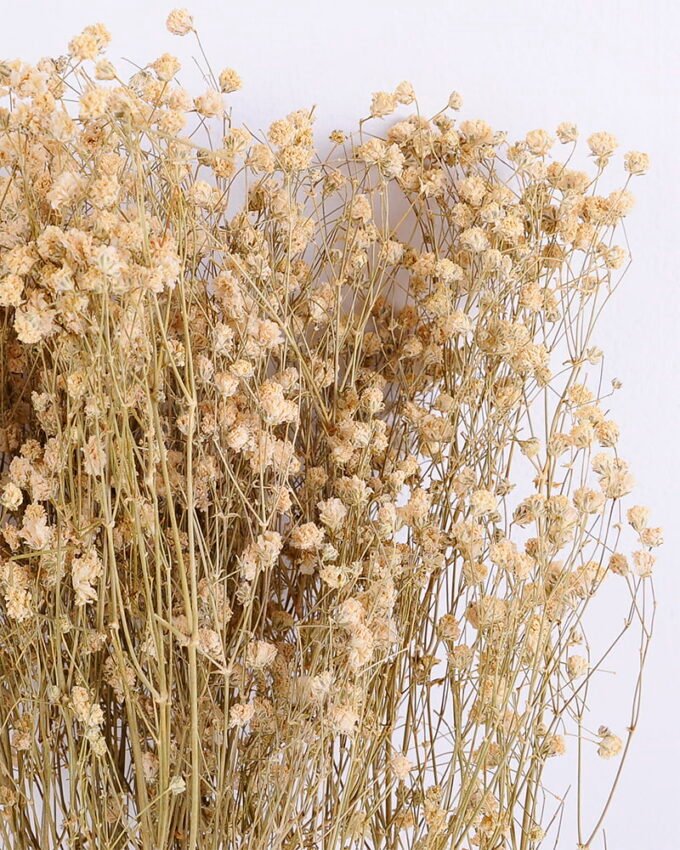 Dried Flowers 18*66cm  Gypsophila Bouquet GS-56620033