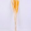 Dried Flowers 17*83CM Reed, 8pcs/bag, H:85-90cm/pc GS-56620017-Y1