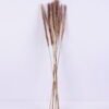 Dried Flowers 17*83CM Reed, 8pcs/bag, H:85-90cm/pc GS-56620017-Y1