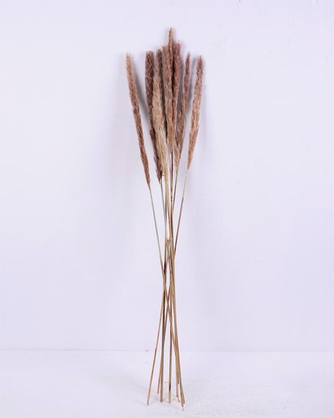 Dried Flowers 17*83CM Reed, 8pcs/bag, H:85-90cm/pc GS-56620017-Y1