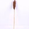 Dried Flowers 5*70CM Sorghum, H:65-75cm/pc GS-56620016