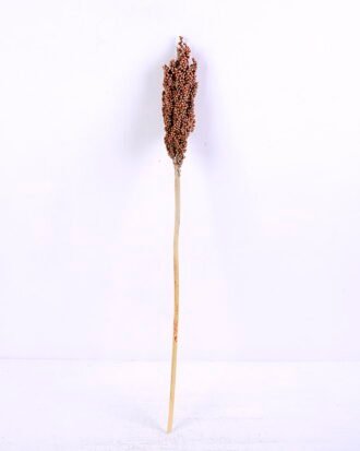 Dried Flowers 5*70CM Sorghum, H:65-75cm/pc GS-56620016