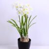 Artificial Flower 32X24X43 Artificial Flower 32X24X43.5cm Daffodil*3 in plastic pot GS-22220032
