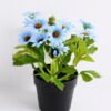 Artificial Flower 16*16*19CM Daisy in plastic pot GS-05520076-B1