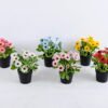 Artificial Flower 16*16*19CM Daisy in plastic pot GS-05520076-B1